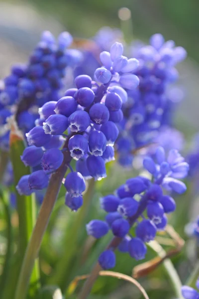 Blue flowers. Spring — Stock Photo, Image