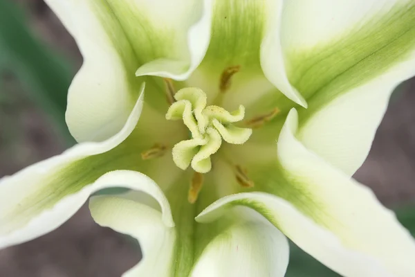 Бутон тюльпанов — стоковое фото