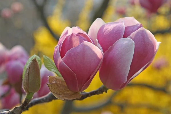 stock image Pink magnolia