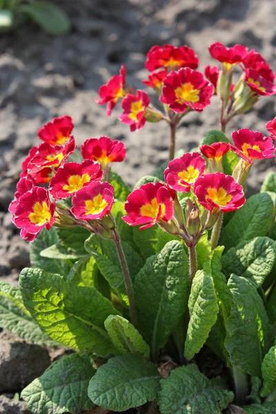 Red primrose flower — Stock Photo, Image