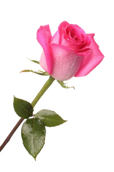 Pink rose with drops of water — Stock Photo, Image