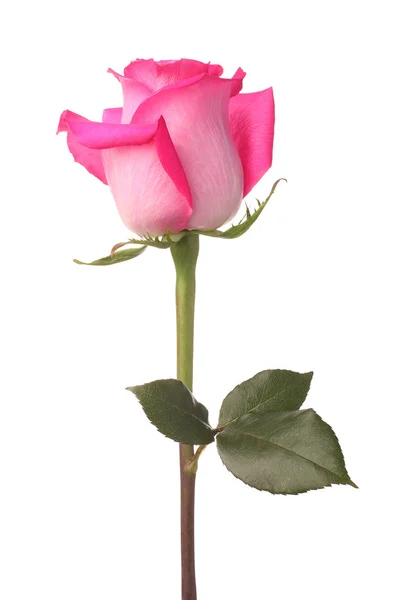 粉红色的玫瑰 — 图库照片#