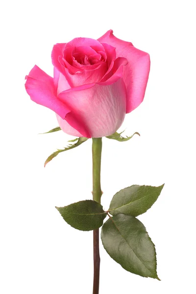 粉红色的玫瑰 — 图库照片#
