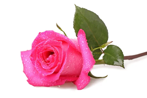 Pink rose with drops of water — Stock Photo, Image