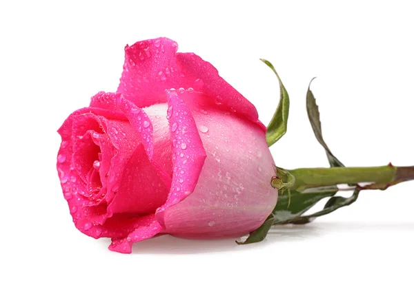 Rosa rosa con gotas de agua —  Fotos de Stock