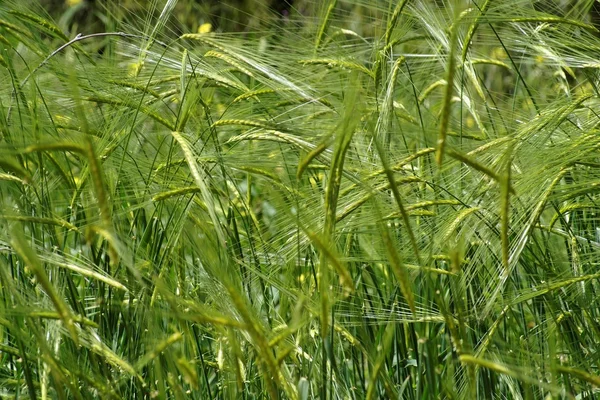 stock image Wild-growing cereals on green meadow in spring