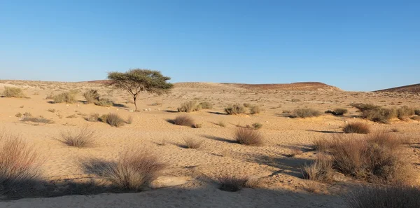Árvore de acácia no deserto ao pôr do sol — Fotografia de Stock