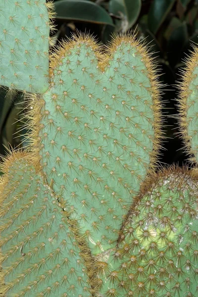 Morsom kaktus i form av hjerte – stockfoto