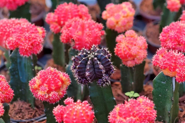 Lilla kaktus omgitt av røde, overfladisk DOF – stockfoto