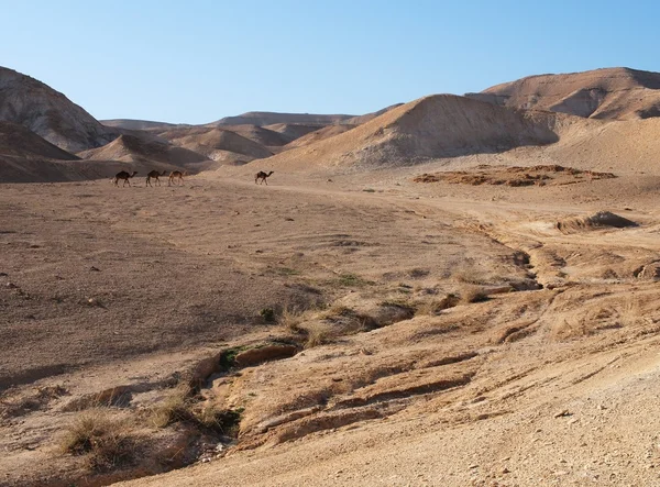 砂漠のラクダの群れと死海の近くの風景 — ストック写真