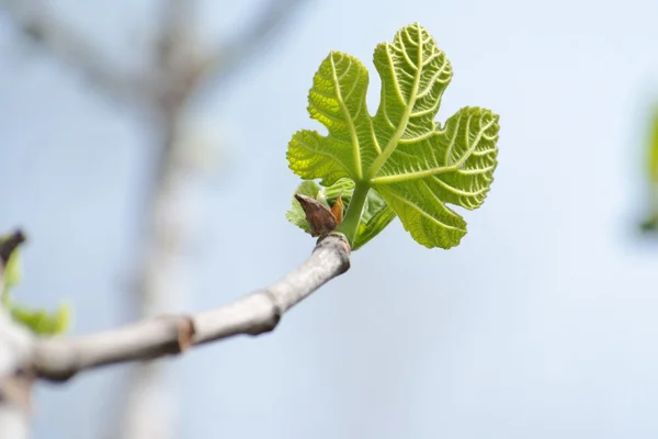 Malý zelený list Platanus acerifolia (Platan) na jaře — Stock fotografie
