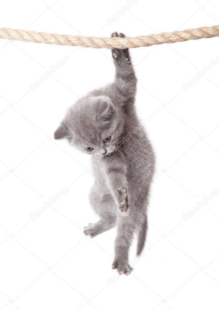 A little scottish fold kitten is hanging on the rope