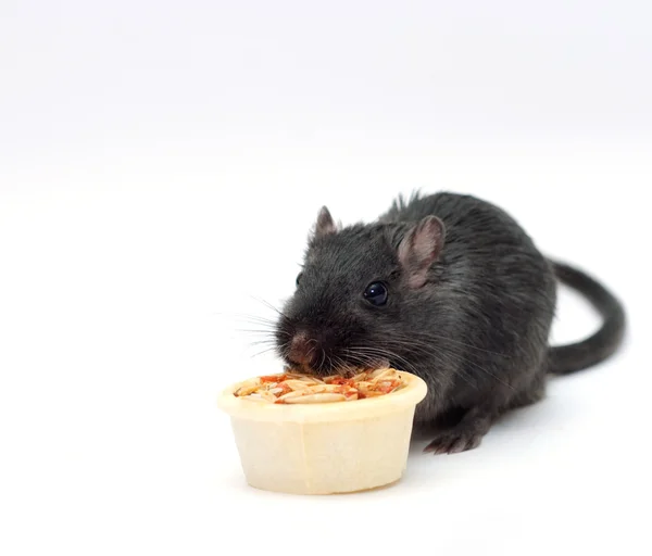 Ratón negro come una golosina —  Fotos de Stock