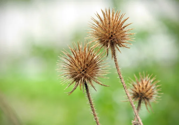 stock image Dry Thistle (Teasel Dipsacus)