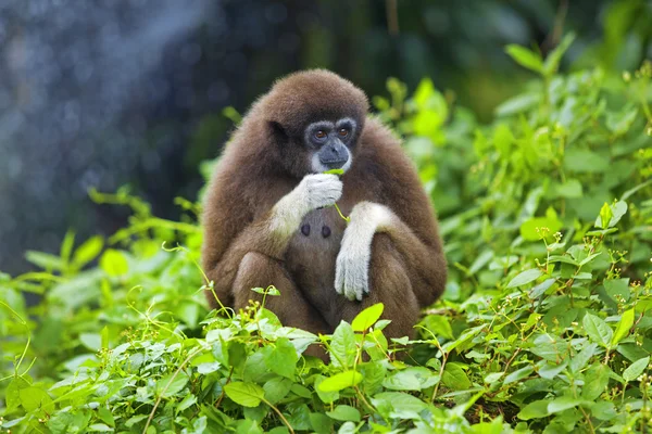 Gibbon maymun — Stok fotoğraf