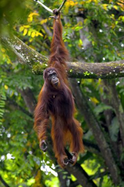 Borneo Orangutan clipart