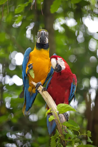 Wild Macaw — Stock Photo, Image