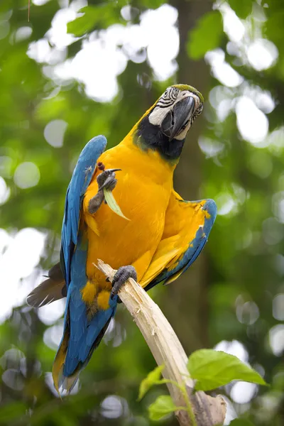 Wild Macaw — Stock Photo, Image