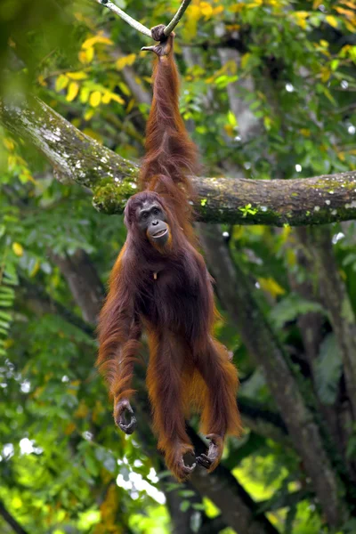Bornéu orangotango — Fotografia de Stock