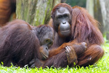 Borneo Orangutan