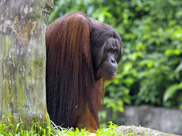 Borneo Orangután —  Fotos de Stock