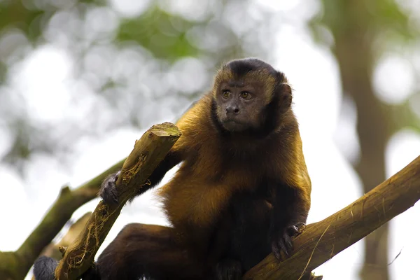 茶色のオマキザル猿 — ストック写真
