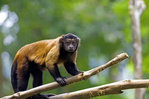 갈색 카푸 친 회 원숭이 — 스톡 사진