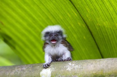 Cotton-top tamarin clipart