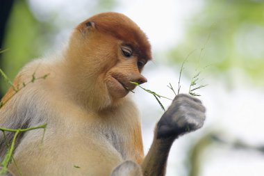 Proboscis monkey clipart
