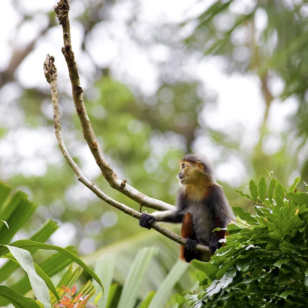 Red-shanked Douc — Stock Photo, Image