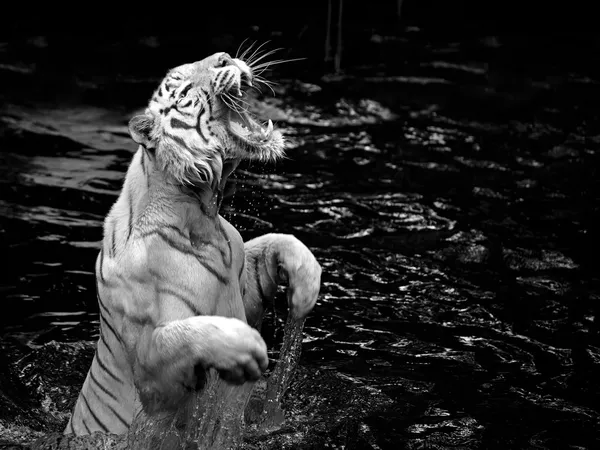 Tigre bianca Foto Stock