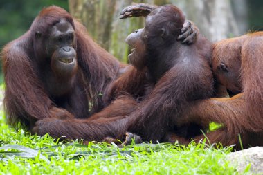 Borneo Orangutan clipart