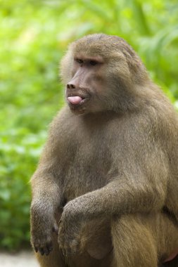 Baboon clipart