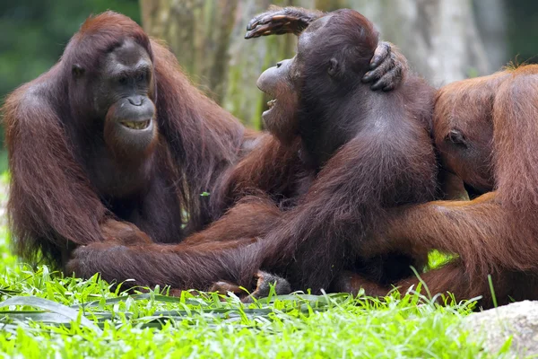 Borneo Orangutan — Stock Photo, Image
