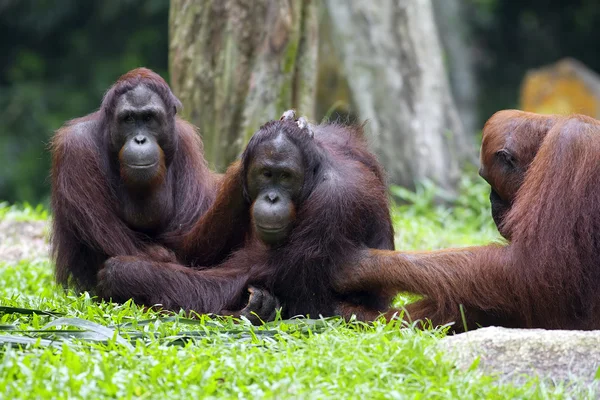 Borneo Orangutan — Stok fotoğraf