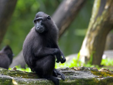 Crested Black Macaque clipart