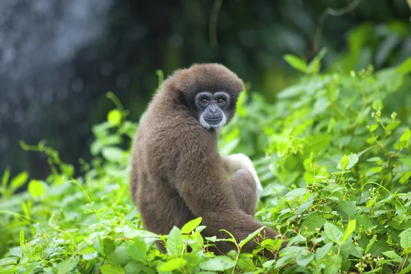 长臂猿猴 — 图库照片