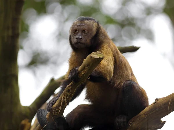 Hnědá kapucínský opice — Stock fotografie