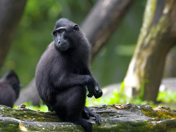 Macaco negro con cresta — Foto de Stock