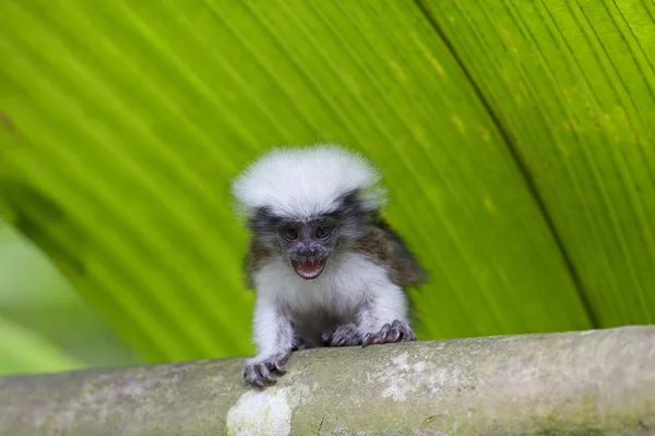 Pamuk-top pembe maymun — Stok fotoğraf