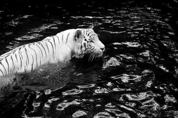 Biały tygrys Zdjęcia Stockowe bez tantiem