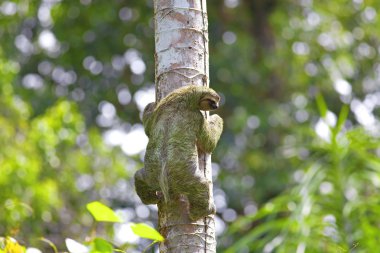 Three-toed Sloth clipart