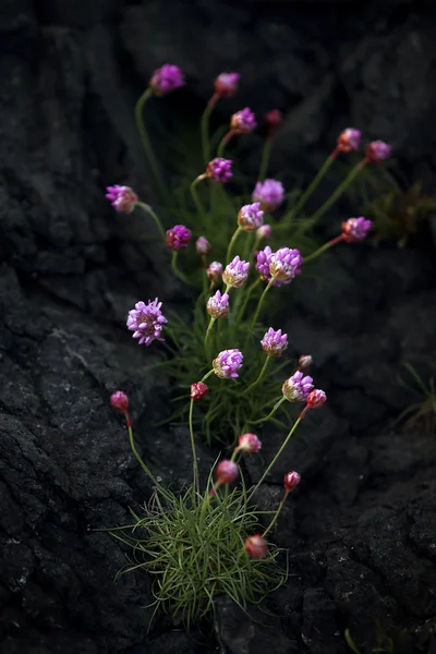 Flor da fenda — Fotografia de Stock