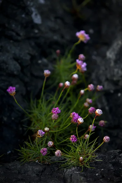 Hospodárnost květ — Stock fotografie