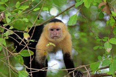 White faced Capuchin clipart