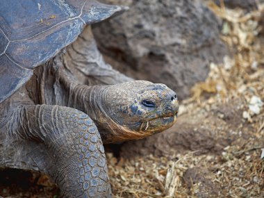 Galapagos kaplumbağası