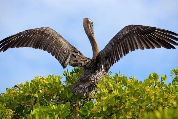 Взлет пеликанов — стоковое фото