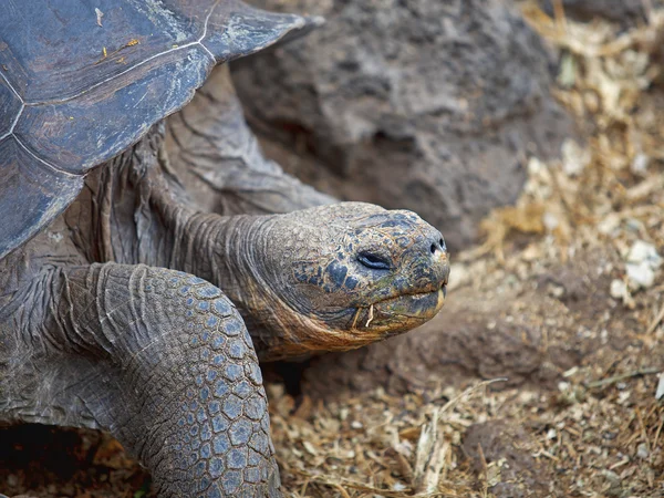 Galapagos żółw — Zdjęcie stockowe