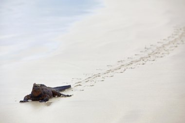 Galapagos marine Iguana clipart