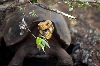 Bir Galapagos Kaplumbağa.